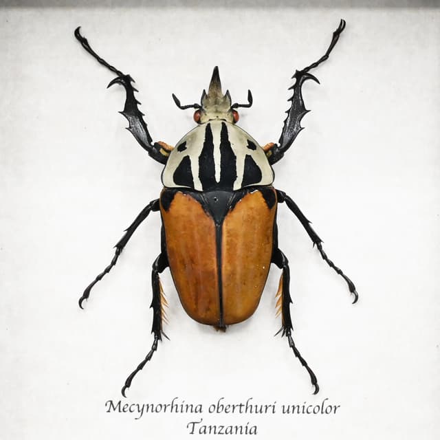 Real Giant Flower beetle framed - Mecynorhina oberthuri unicolor