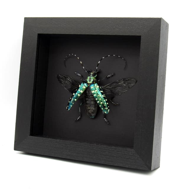 Rare XL turquoise longhorn beetle framed - Anoplophora sollii - female