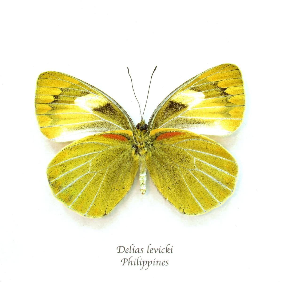 Real Chartreuse Delias butterfly framed taxidermy - Delias levicki - female