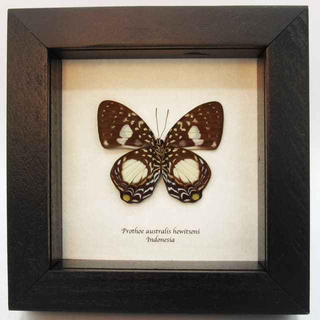 Real framed taxidermy butterfly - Prothoe australis hewitsoni