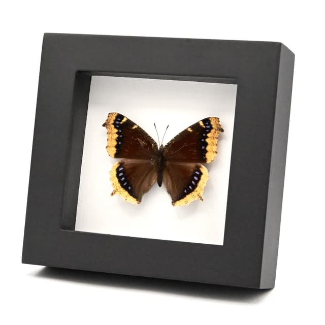 Real Mourning Cloak butterfly framed taxidermy - Nymphalis antiopa