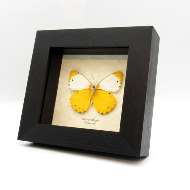 Real yellow framed taxidermy butterfly - Belenois thysa