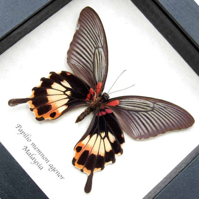 Real Great Mormon butterfly framed taxidermy - Papilio memnon agenor - female