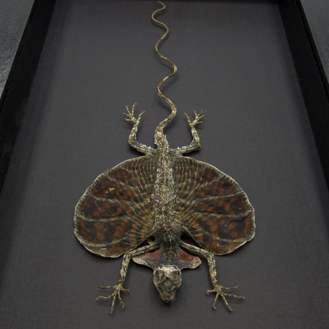 Real Red Bearded Flying Dragon lizard framed taxidermy - Draco haematopogon