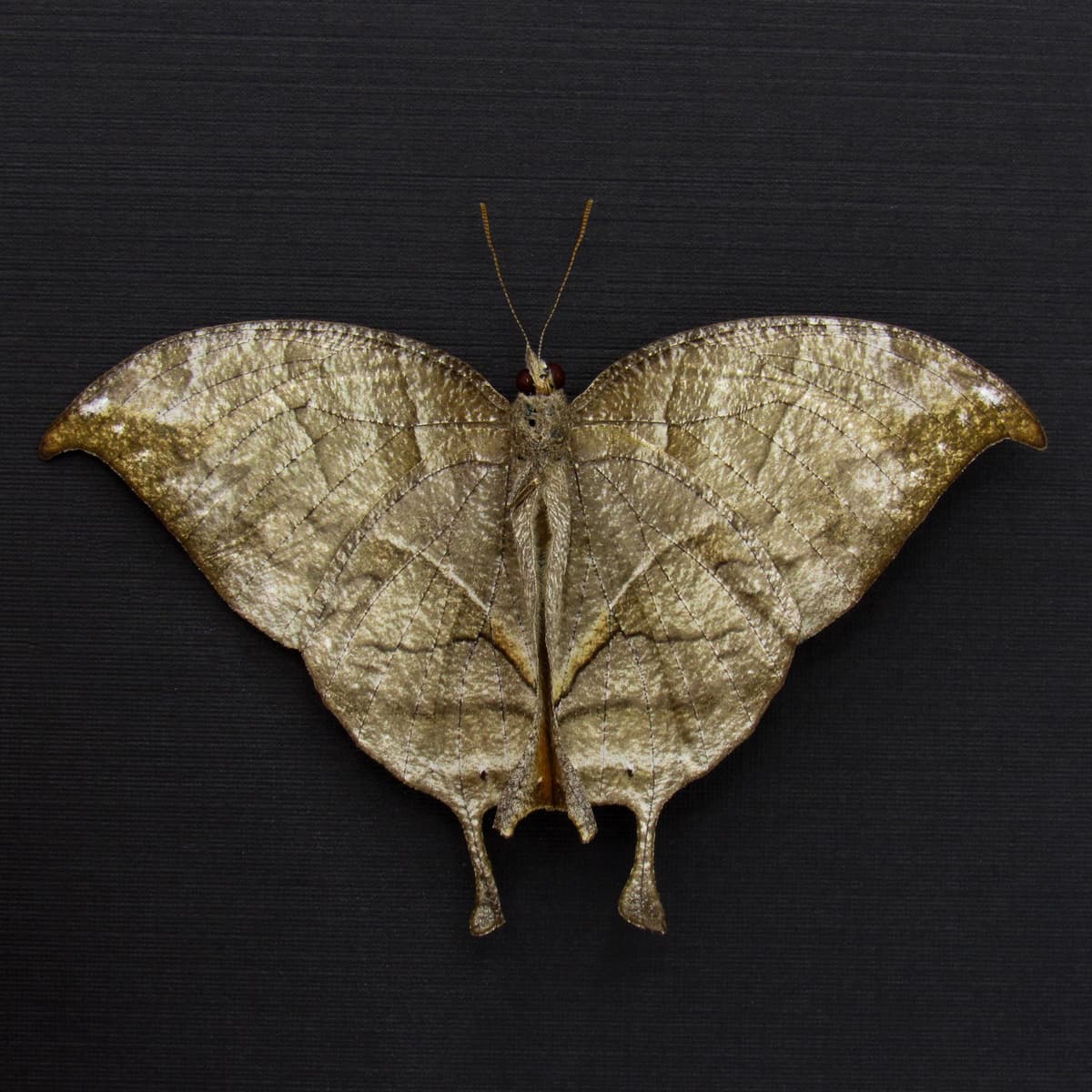 Rare bronze butterfly framed - Consul electra - female - Victorian mount