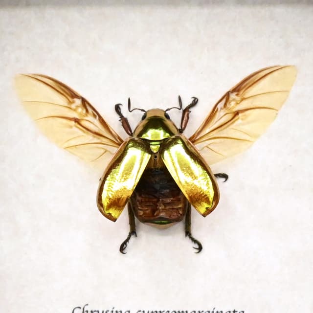 Real gold metallic jewel beetle framed taxidermy - Chrysina cupreomarginata