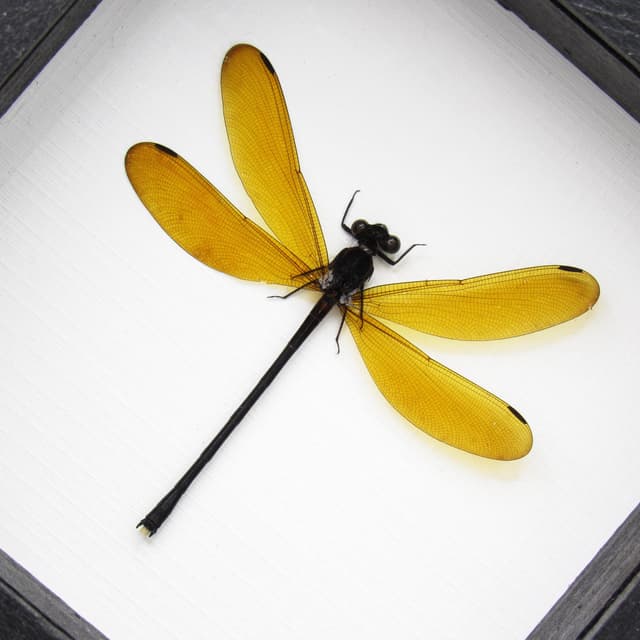 Real Dragonfly framed taxidermy - Euphaea lara