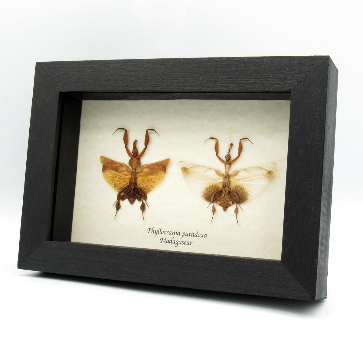 Rare Ghost Mantids framed taxidermy - Phyllocrania paradoxa - male and female pair