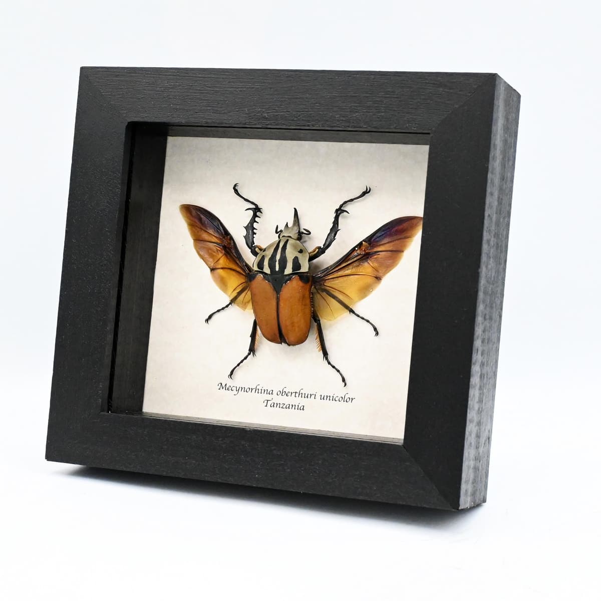 Real Giant Flower beetle framed - Mecynorhina oberthuri unicolor