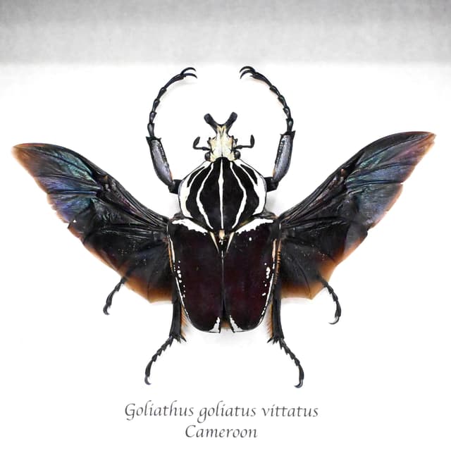 Very large real Flower Beetle framed taxidermy - Goliathus goliatus vittatus