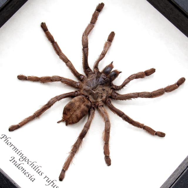 Rare Peach Earth Tiger Tarantula spider framed taxidermy - Phormingochilus rufus