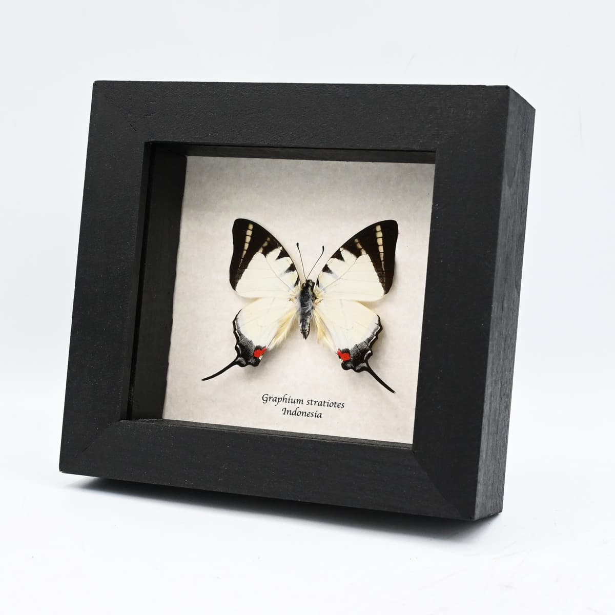 Rare Kinabalu Swordtail butterfly framed taxidermy - Graphium stratiotes