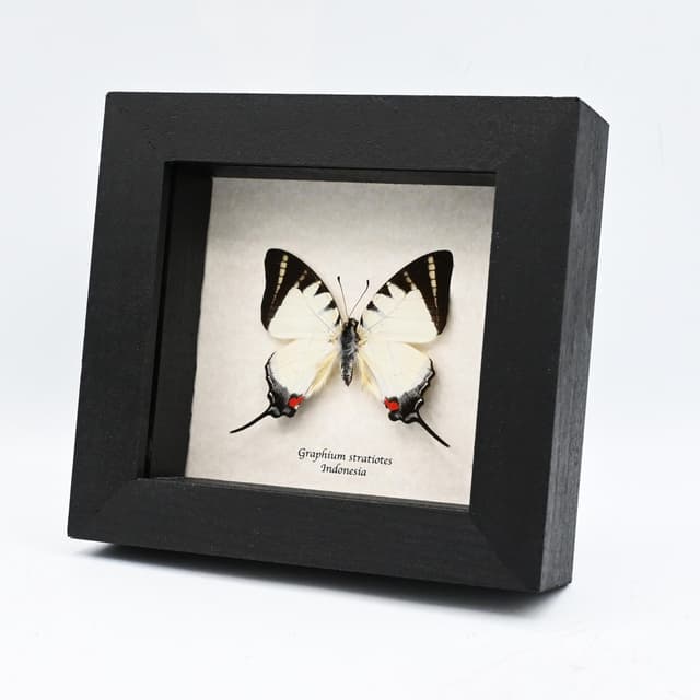 Rare Kinabalu Swordtail butterfly framed taxidermy - Graphium stratiotes