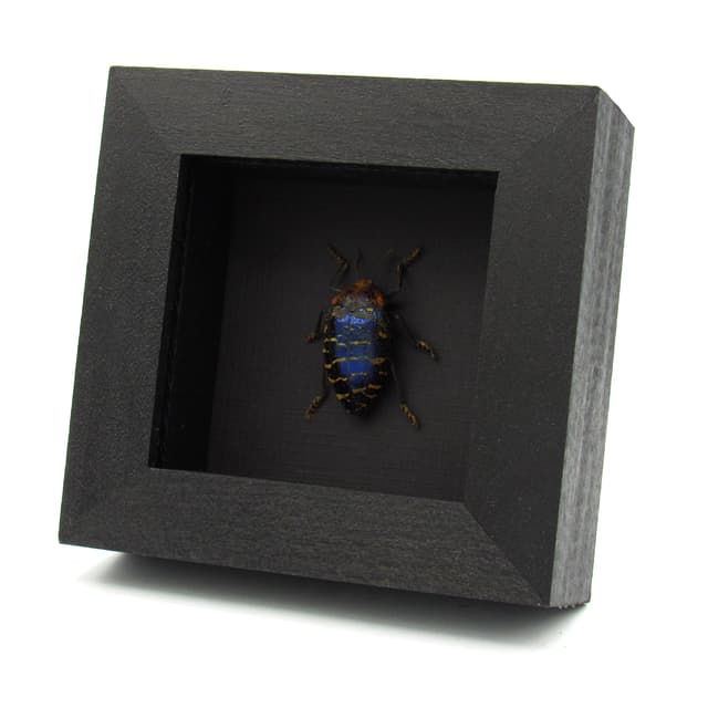 Very rare metallic purple Jewel beetle framed taxidermy - Julodis clouei