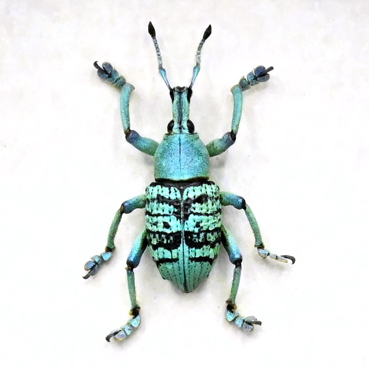 Rare glitter Weevil framed taxidermy - Eupholus quinitaenia