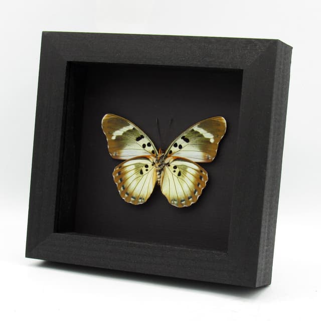 Rare Iridescent White Forester butterfly framed specimen - Euphaedra themis niveovittata - large female
