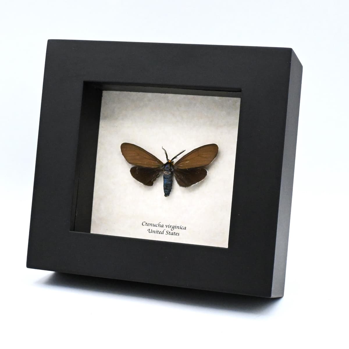 Real black Virginia Ctenucha moth framed taxidermy - Ctenucha virginica