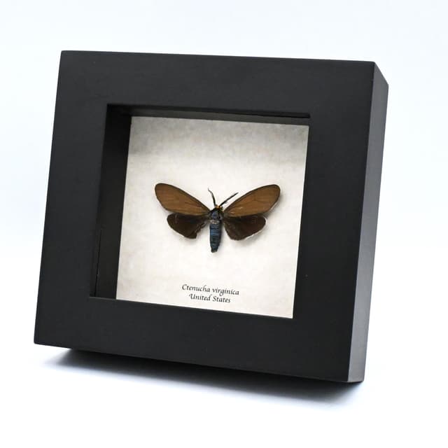 Real black Virginia Ctenucha moth framed taxidermy - Ctenucha virginica