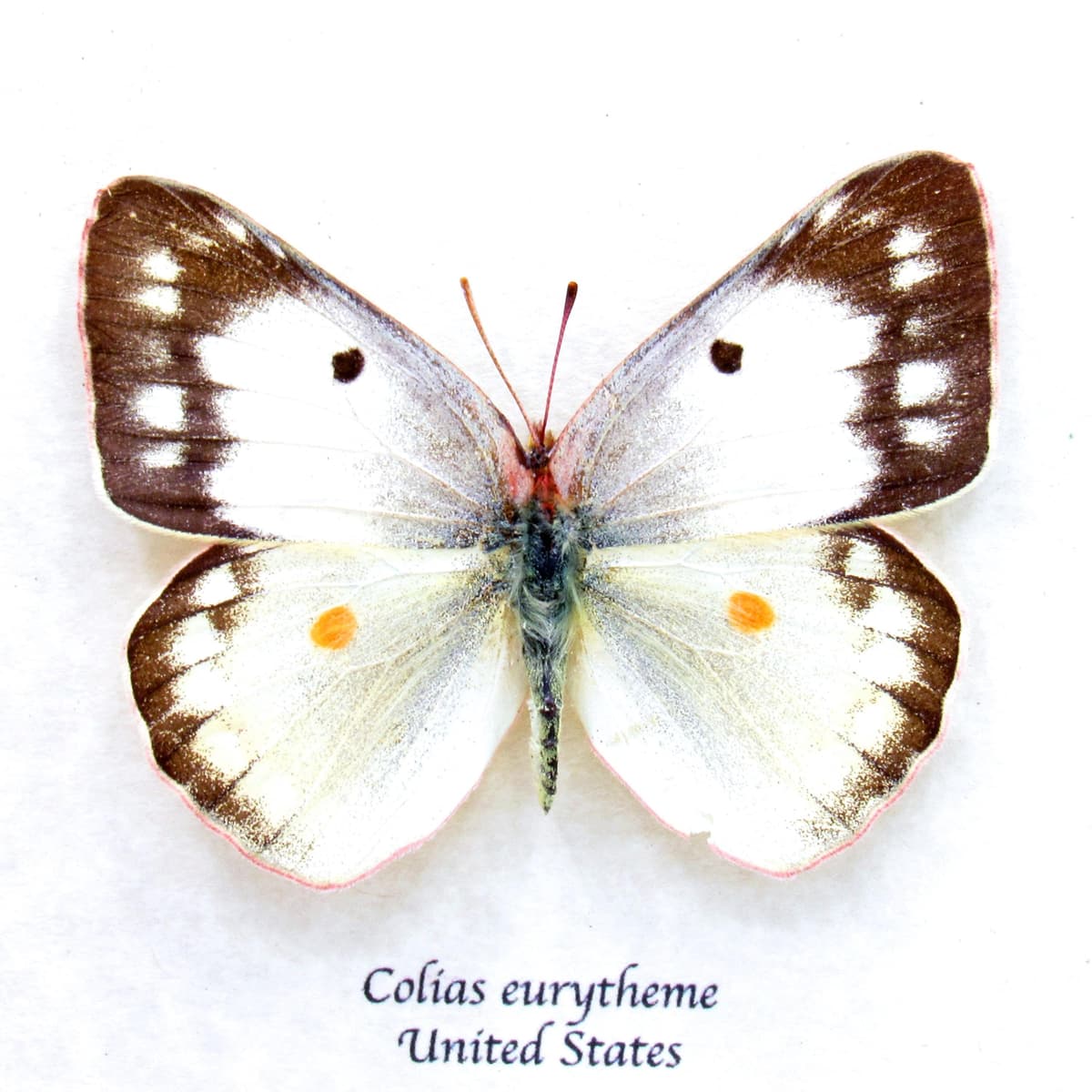 Real White Sulphur butterfly framed taxidermy - Colias eurytheme - female