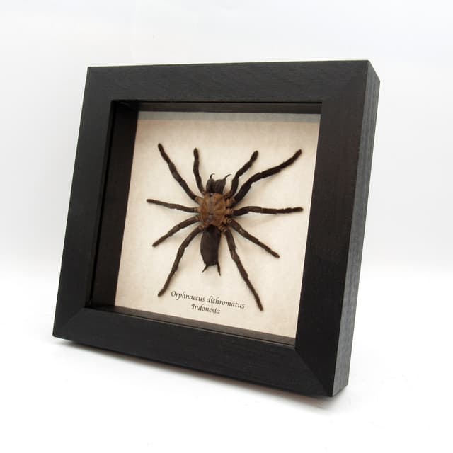 Real New Guinea Black Fury Tarantula spider framed taxidermy - Orphnaecus dichromatus - large