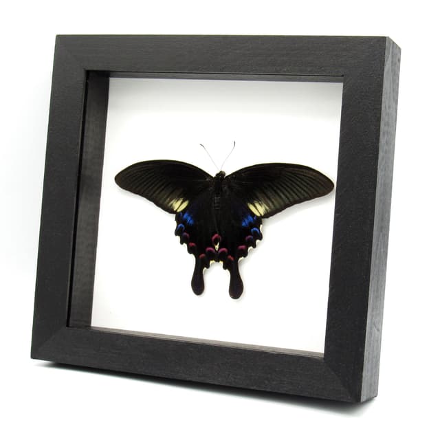 Real framed taxidermy Peacock Swallowtail butterfly - Papilio polyctor stockleyi - Victorian mount