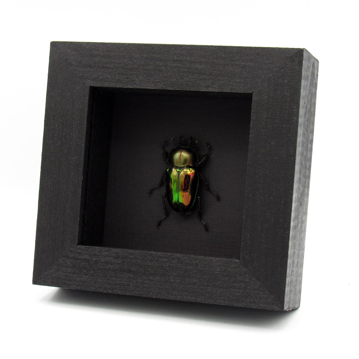 Rare Rainbow Stag beetle framed taxidermy - Phalacrognathus muelleri - female