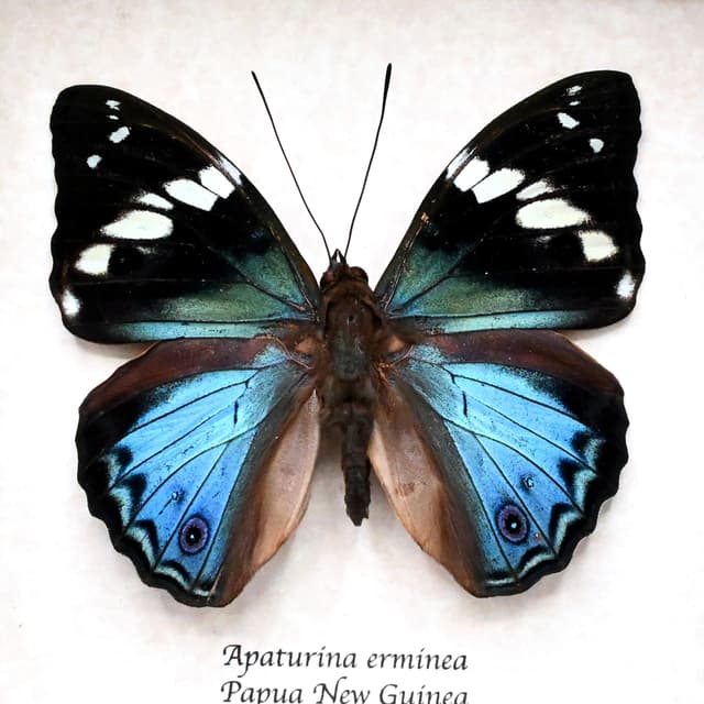 Rare Turquoise Emperor butterfly framed taxidermy - Apaturina erminea