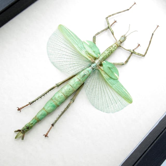 Real Giant Walking Stick Bug framed taxidermy - Eurycnema versirubra - female