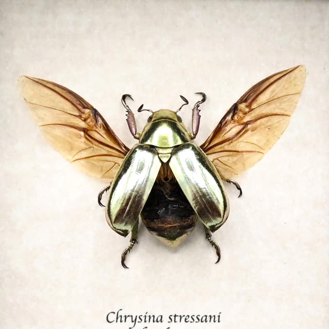 Rare gold metallic jewel beetle framed specimen - Chrysina stressani