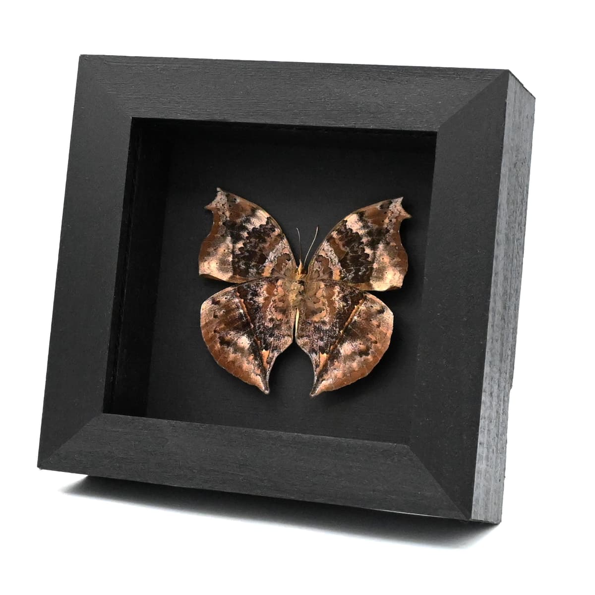 Real bark mimic butterfly framed taxidermy - Salamis cacta