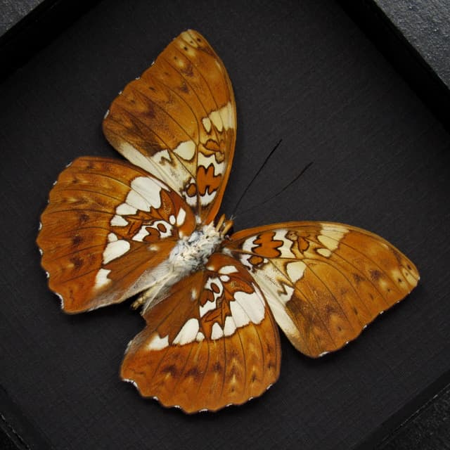 Real African Glider butterfly framed taxidermy - Cymothoe beckeri
