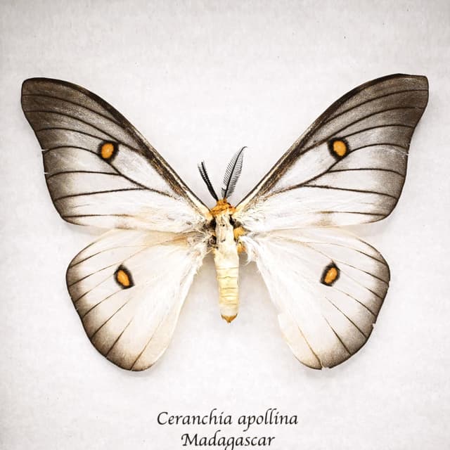 Real Ghostly Silk Moth framed taxidermy - Ceranchia apollina