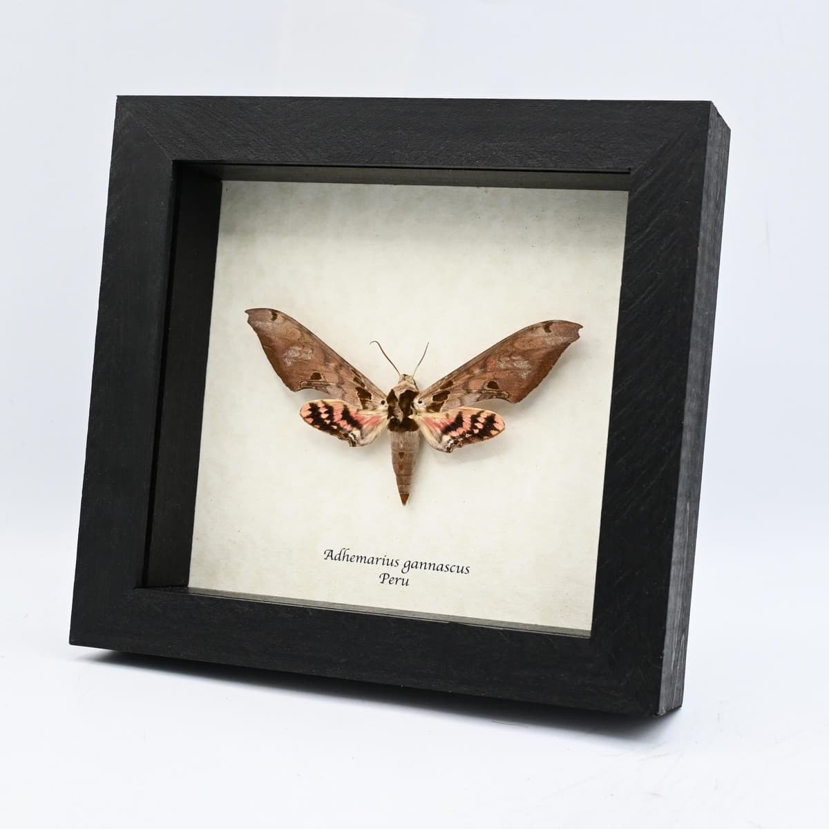 Large pink Sphinx moth framed taxidermy - Adhemarius gannascus
