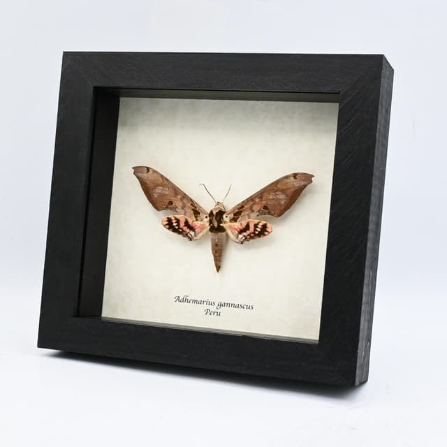 Large pink Sphinx moth framed taxidermy - Adhemarius gannascus