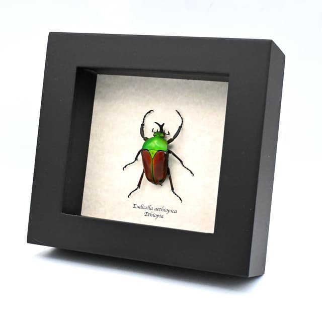 Rare red Scarab beetle framed taxidermy - Eudicella aethiopica