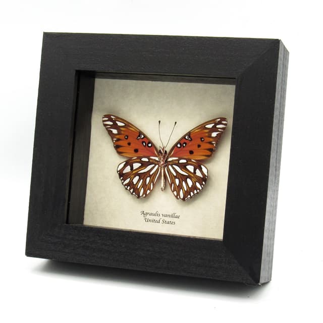 Real metallic silver Gulf Fritillary butterfly framed taxidermy - Agraulis vanillae