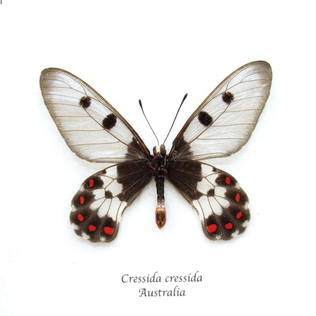 Real Australian Clearwing Swallowtail butterfly framed taxidermy - Cressida cressida