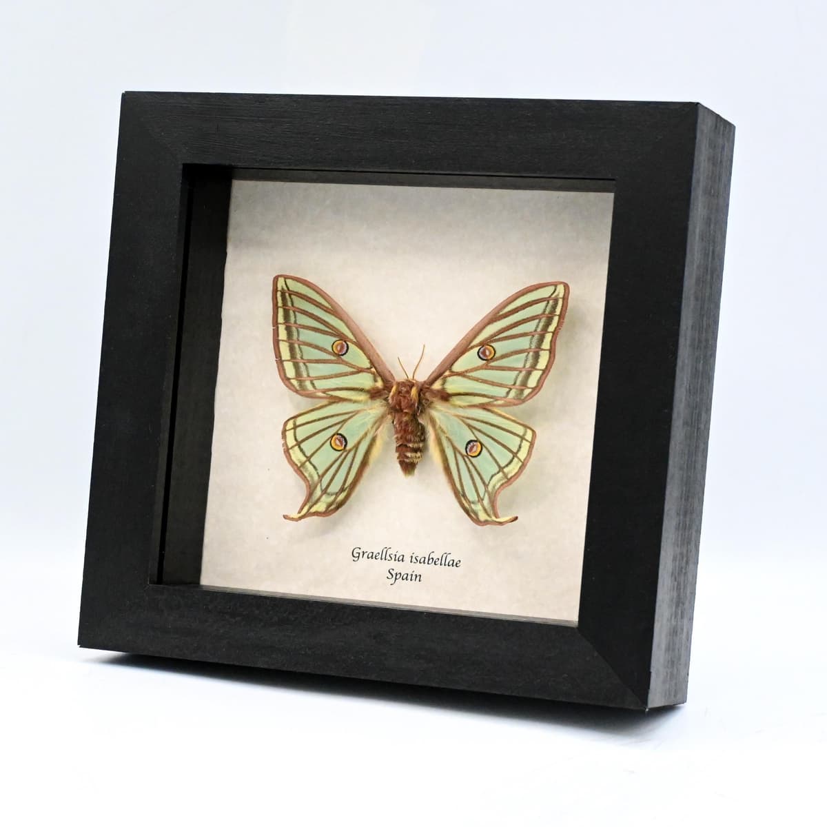 Rare Spanish Moon moth framed taxidermy - Graellsia isabellae - XL female