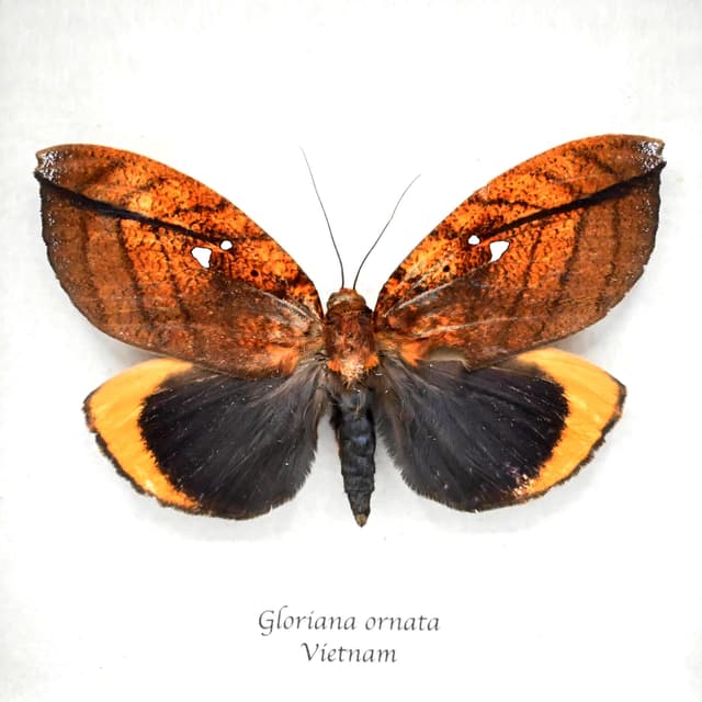 Rare fruit giant sucking moth framed taxidermy - Gloriana ornata