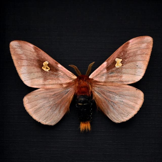 Rare pink Saturn moth framed taxidermy - Dirphiopsis flora