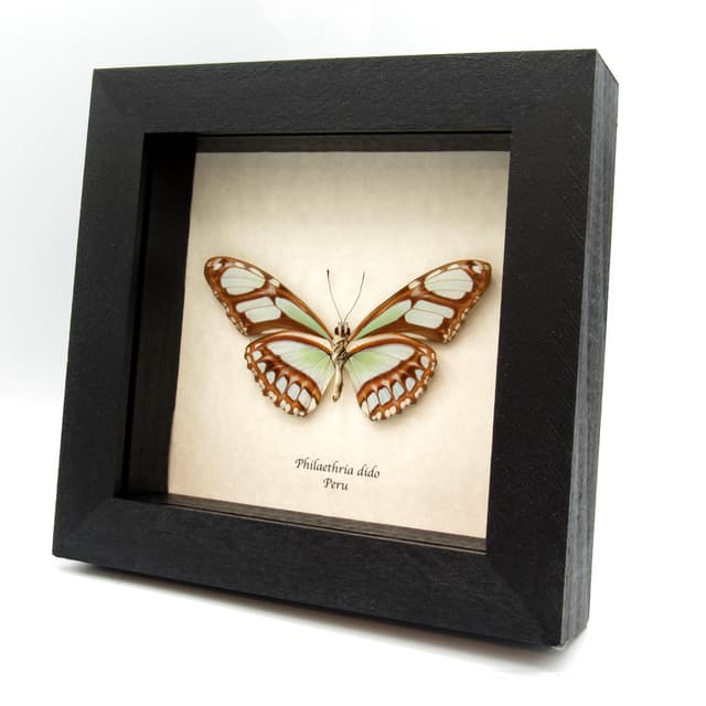 Real large female Silver Longwing butterfly framed taxidermy - Philaethria dido
