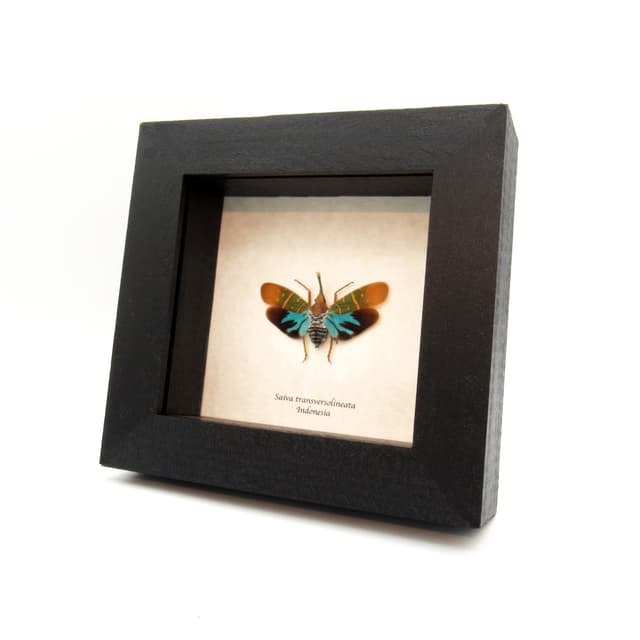Real Neon Blue Lantern Bug framed taxidermy - Saiva transversolineata