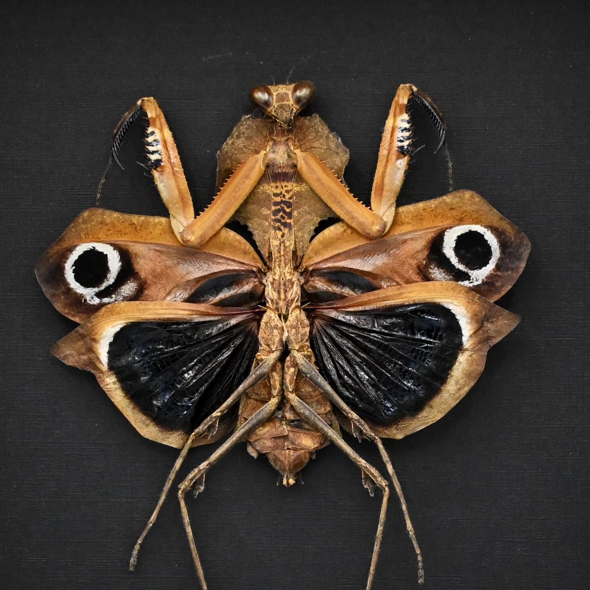 Real Giant Dead Leaf Mantis framed taxidermy - Deroplatys desiccata - female