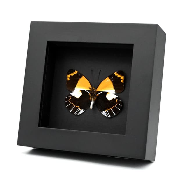 Real yellow Delias butterfly framed taxidermy - Delias neagra