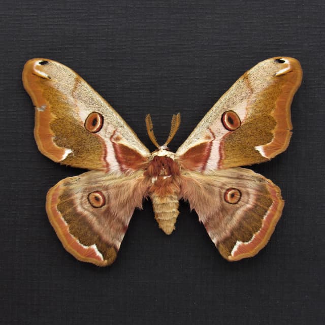Real Saturn moth framed taxidermy - Caligula jonasi