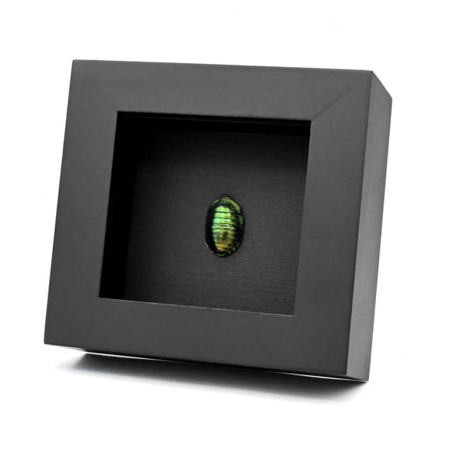 Rare metallic green Cockroach framed taxidermy - Pseudoglomeris magnifica
