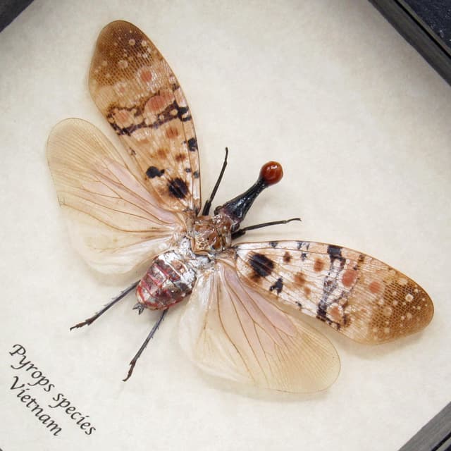 Rare red nosed Lanternfly framed taxidermy - Pyrops species