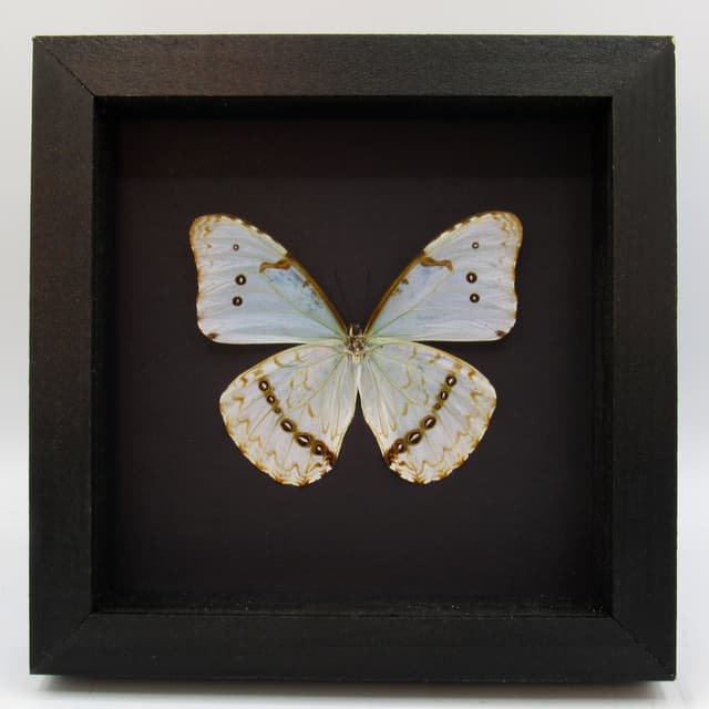 Real iridescent butterfly framed taxidermy - Morpho catenaria