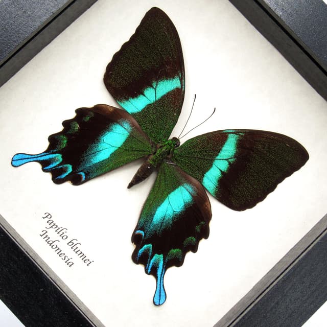 XL female Peacock Swallowtail butterfly framed taxidermy - Papilio blumei