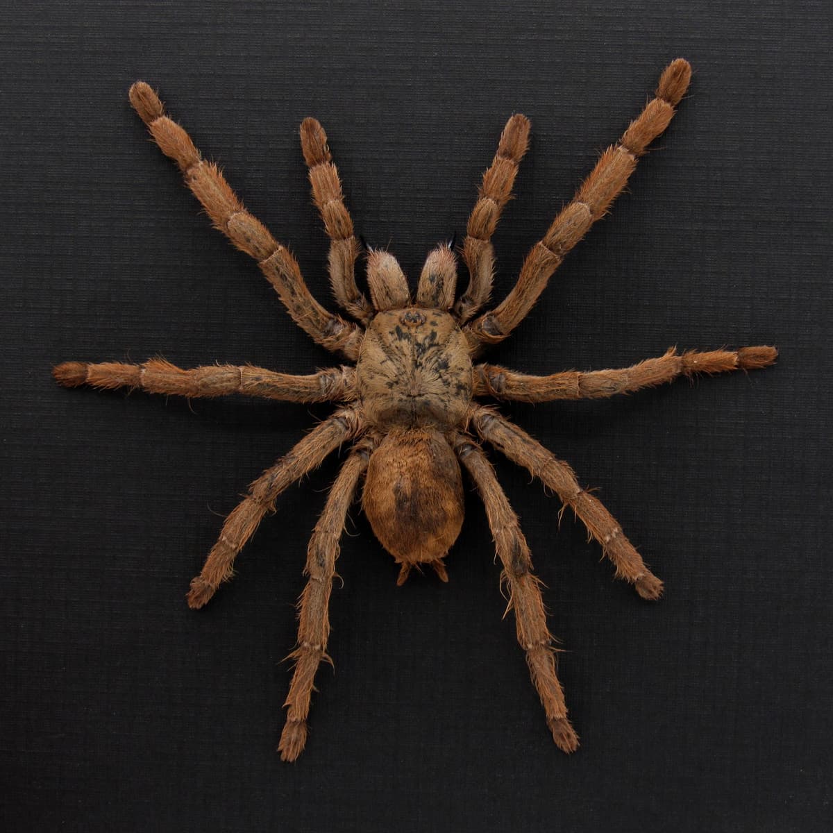 Rare Peach Earth Tiger Tarantula spider framed taxidermy - Phormingochilus rufus